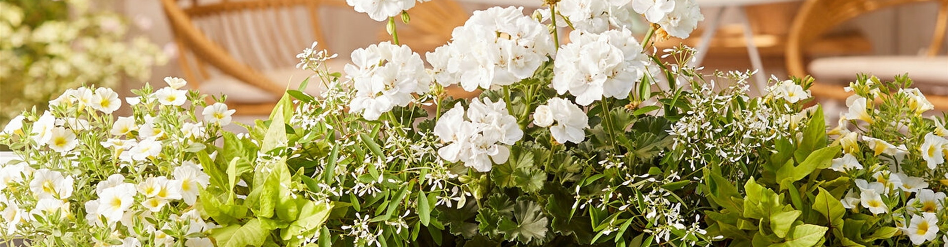 24. April von 14 - 18 Uhr: Mobiler Balkonpflanzenverkauf - Eislebener Straße 17/19