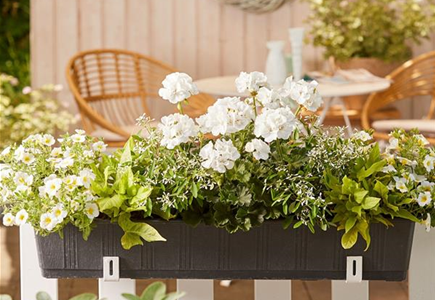 24. April von 14 - 18 Uhr: Mobiler Balkonpflanzenverkauf - Eislebener Straße 17/19