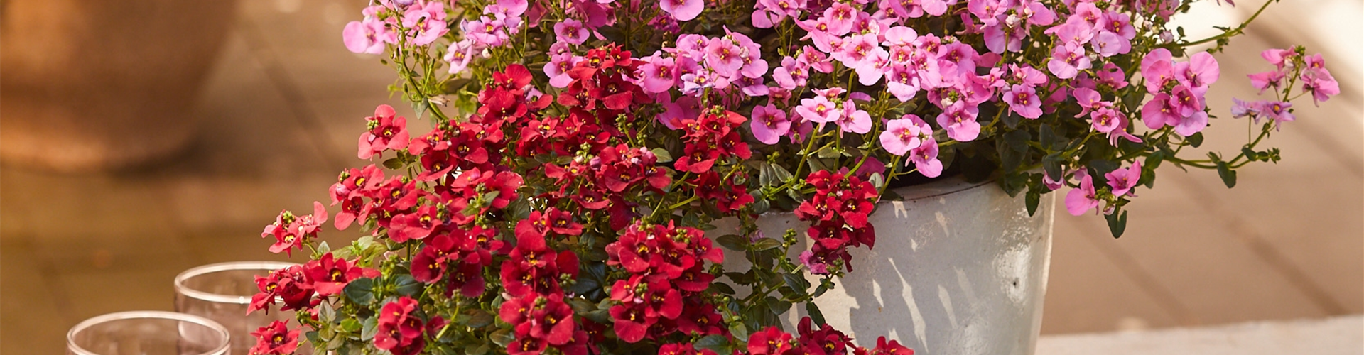 26. April von 9:30 - 15:30 Uhr: Tag der offenen Gärtnerei - verkaufsoffener Sonntag