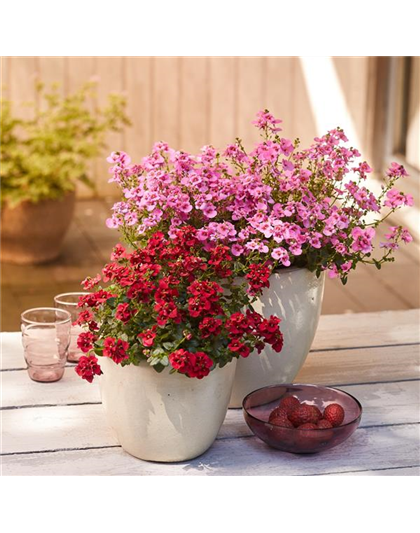 26. April von 9:30 - 15:30 Uhr: Tag der offenen Gärtnerei - verkaufsoffener Sonntag