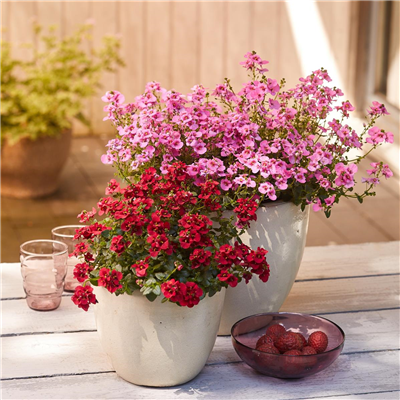 26. April von 9:30 - 15:30 Uhr: Tag der offenen Gärtnerei - verkaufsoffener Sonntag