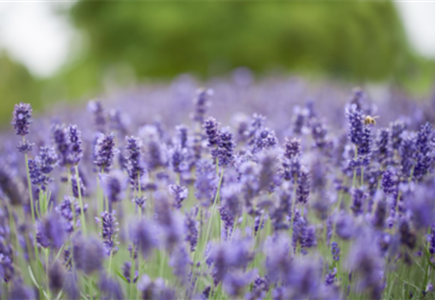 LAVENDEL