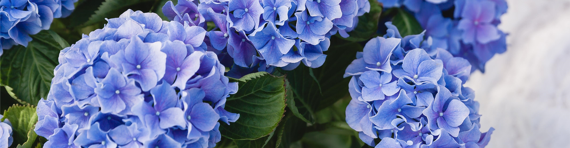 SOMMERZEIT IST HORTENSIENZEIT!