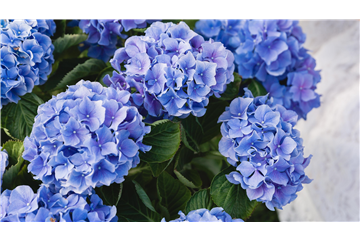 SOMMERZEIT IST HORTENSIENZEIT!