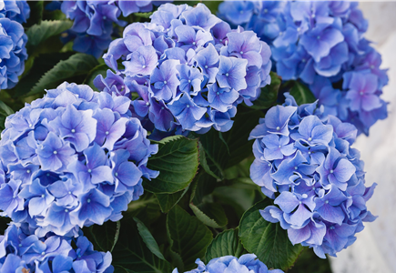 SOMMERZEIT IST HORTENSIENZEIT!