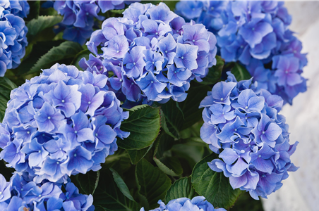 SOMMERZEIT IST HORTENSIENZEIT!