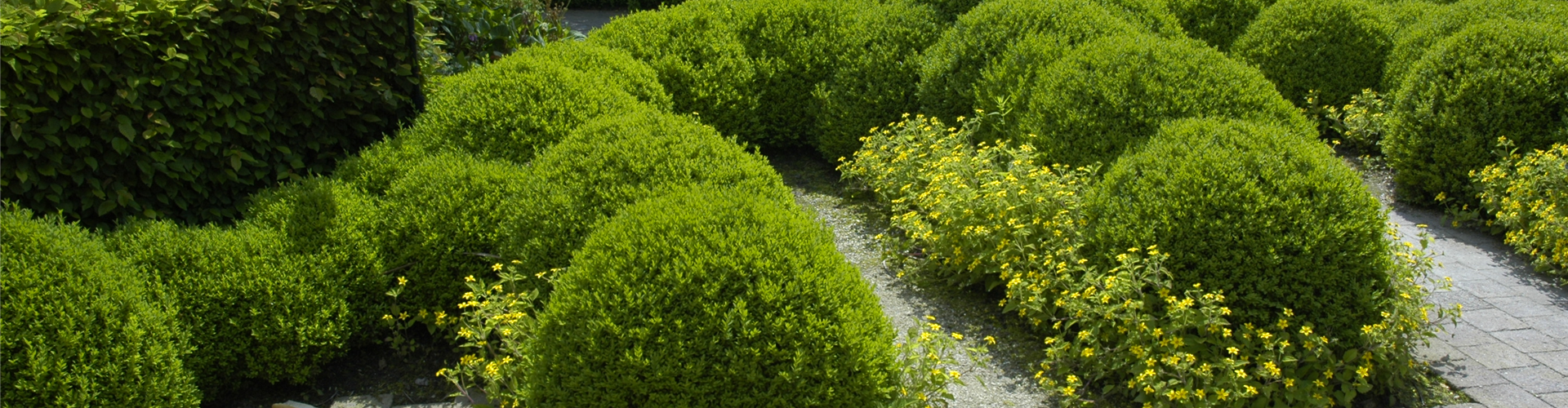 Buchskugel-Garten