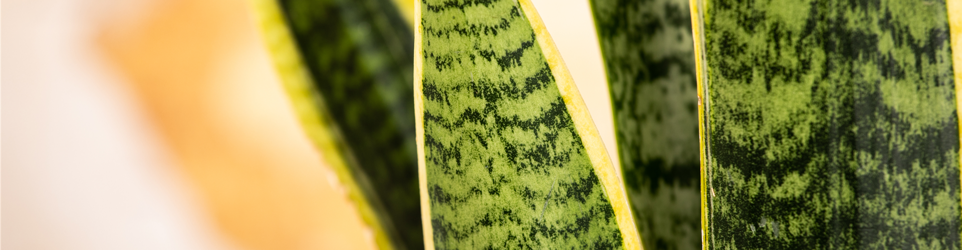 Sansevieria trifasciata