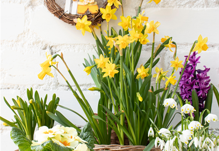 FRüHLINGSGEFüHLE AUS DER ZWIEBEL! FRüHLINGSGEFüHLE AUS DER ZWIEBEL!