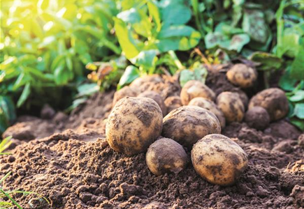 WIE GEHT... OMA'S SUPERFOOD? WIE GEHT... OMA'S SUPERFOOD?