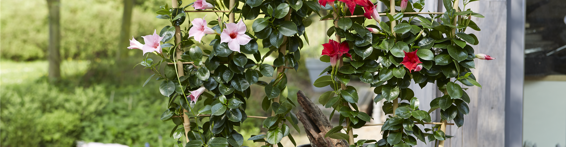 PFLANZE DES MONATS APRIL: DIPLADENIE