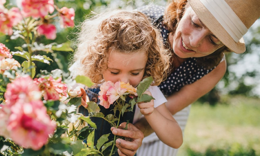 Kind riecht an Duftrose