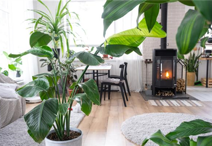 PFLEGELEICHTE ZIMMERPFLANZEN! PFLEGELEICHTE ZIMMERPFLANZEN!