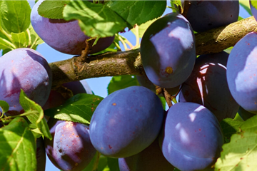 Obstgarten