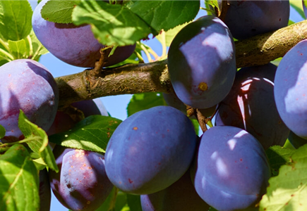 Obstgarten