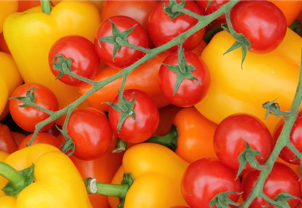 Gemüsegarten