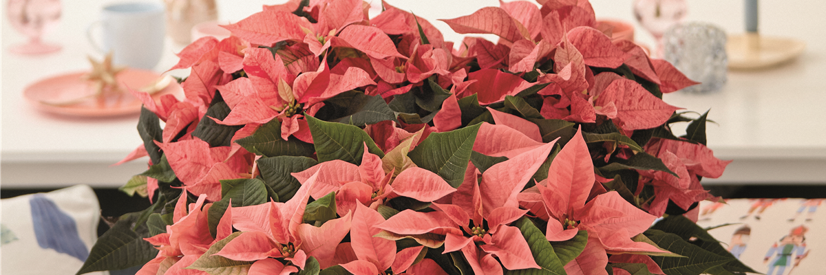 2024_Poinsettia_02000_Modern_Vintage_Fusion_16_cmyk-0-3120-4950-2784