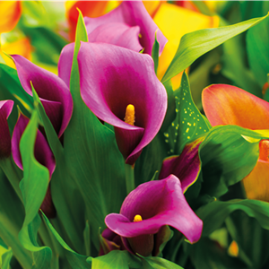 Calla