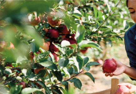 OBSTGARTEN! OBSTGARTEN!