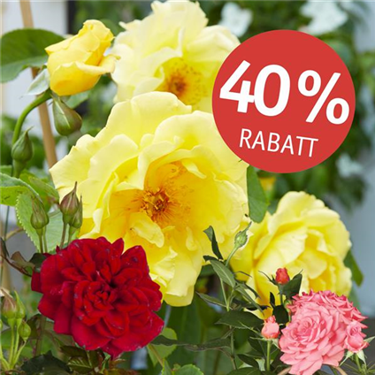 Abverkauf Freiland-Rosen.jpg
