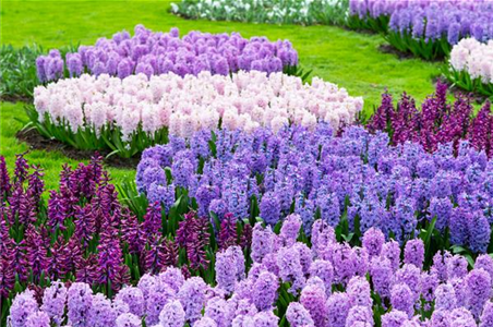 JETZT PFLANZEN, SPäTER STAUNEN!