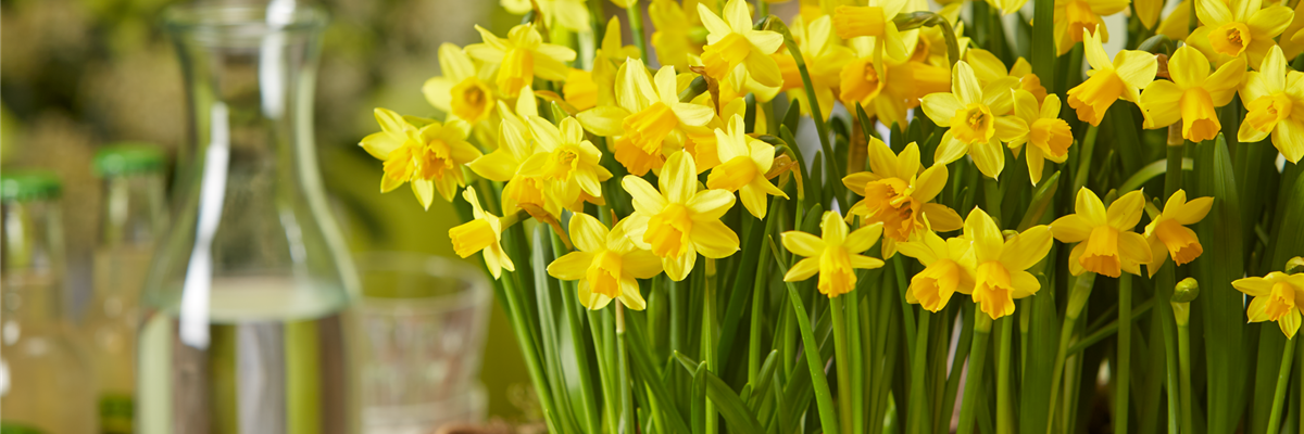 PFLANZE DES MONATS FEBRUAR: NARZISSE