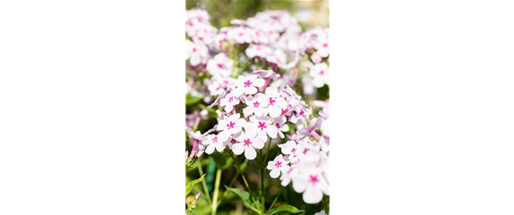 POLSTERPHLOX