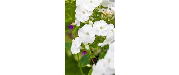 POLSTERPHLOX