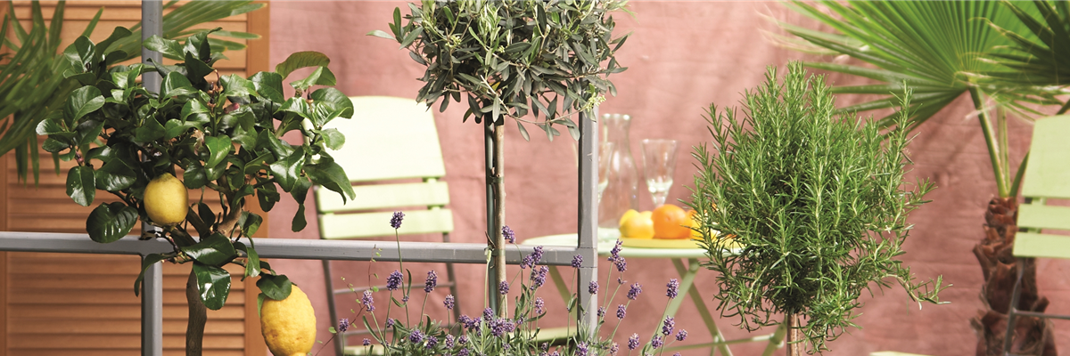 MEDITERRANER FLAIR! 