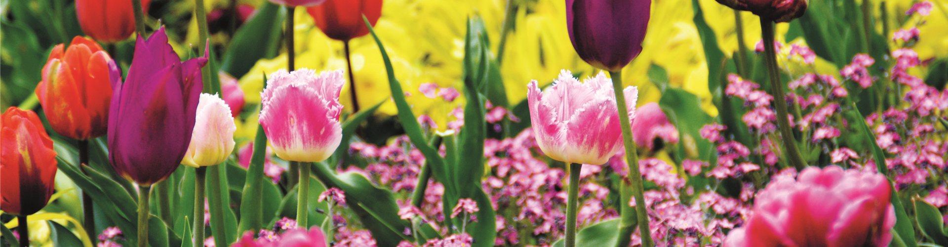 FRüHLING BEGINNT IM HERBST!